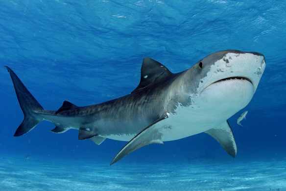 Tiger shark. I mean, come on. Is this something you want to go swimming with?