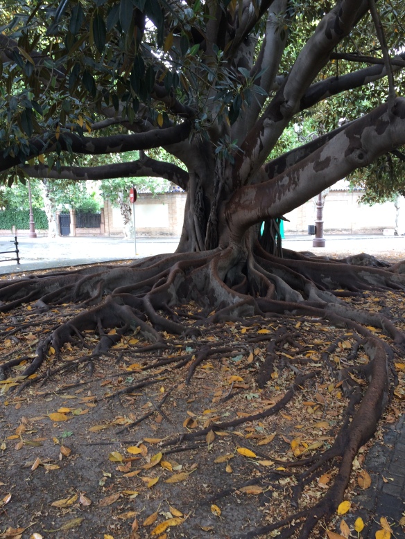 Magnificent old tree in central Sevilla