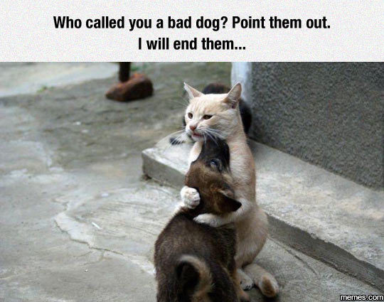 Who called you bad dog